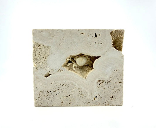 Potamon Fossil Crab on Travertine Matrix (1.20") from Pleistocene, Turkey - FossilsAndMore