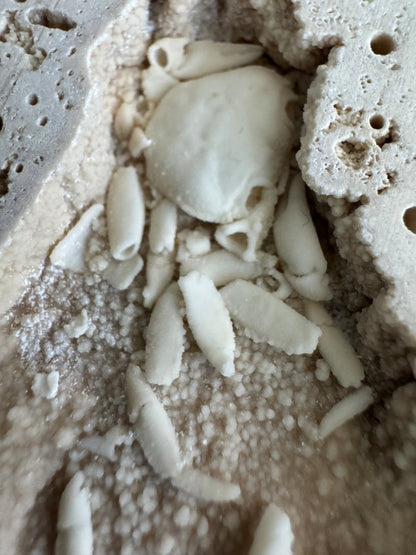 Potamon Fossil Crab on Travertine Matrix (1.25") from Pleistocene period, Turkey - FossilsAndMore