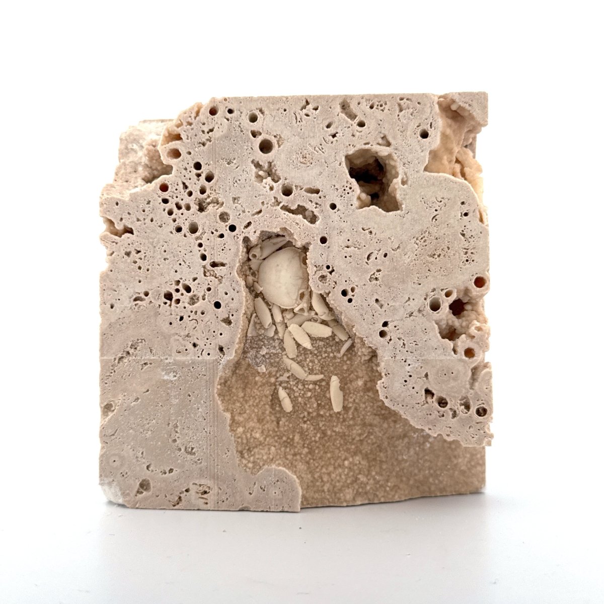 Potamon Fossil Crab on Travertine Matrix (1.25") from Pleistocene period, Turkey - FossilsAndMore