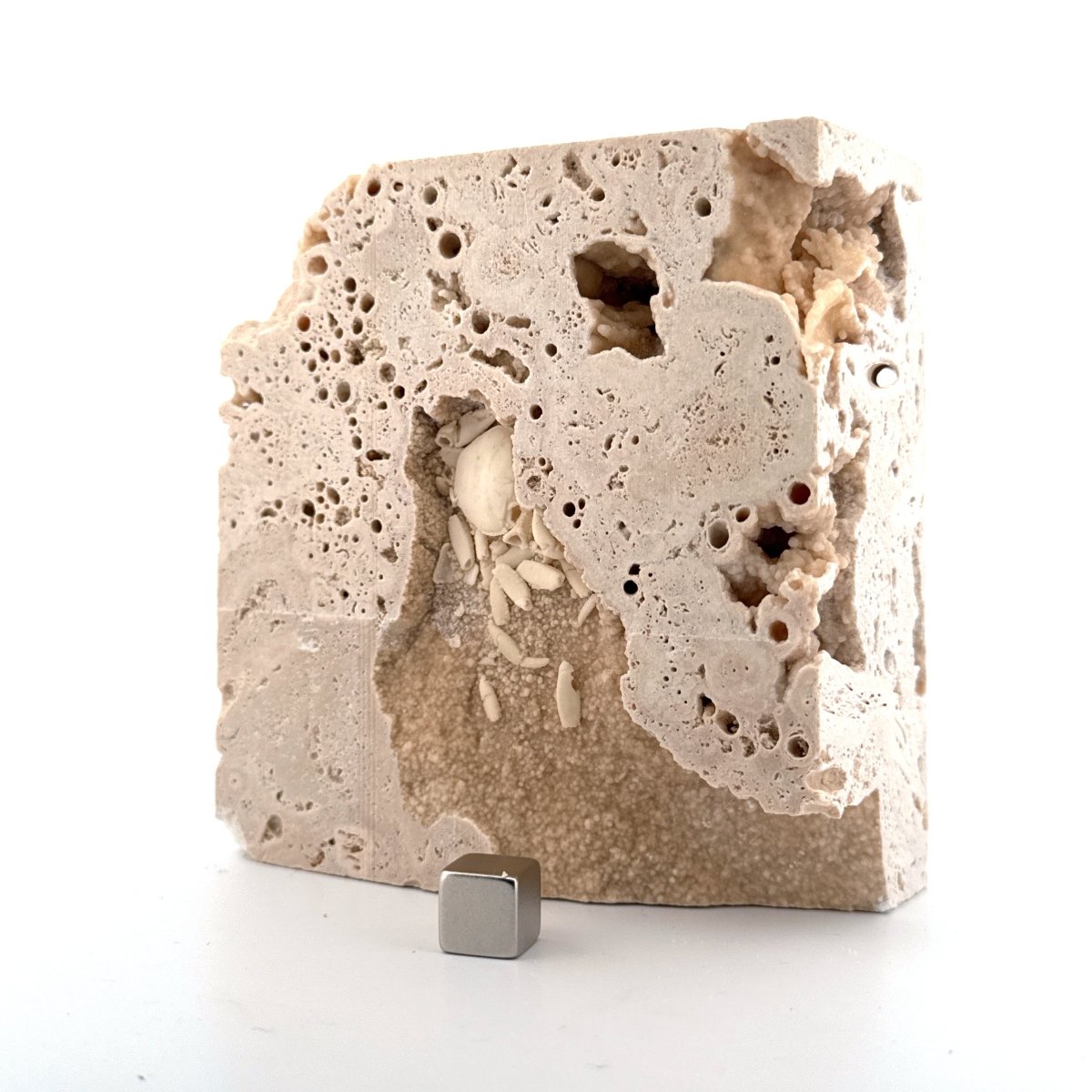 Potamon Fossil Crab on Travertine Matrix (1.25") from Pleistocene period, Turkey - FossilsAndMore