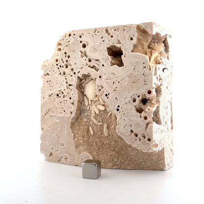 Potamon Fossil Crab on Travertine Matrix (1.25") from Pleistocene period, Turkey - FossilsAndMore