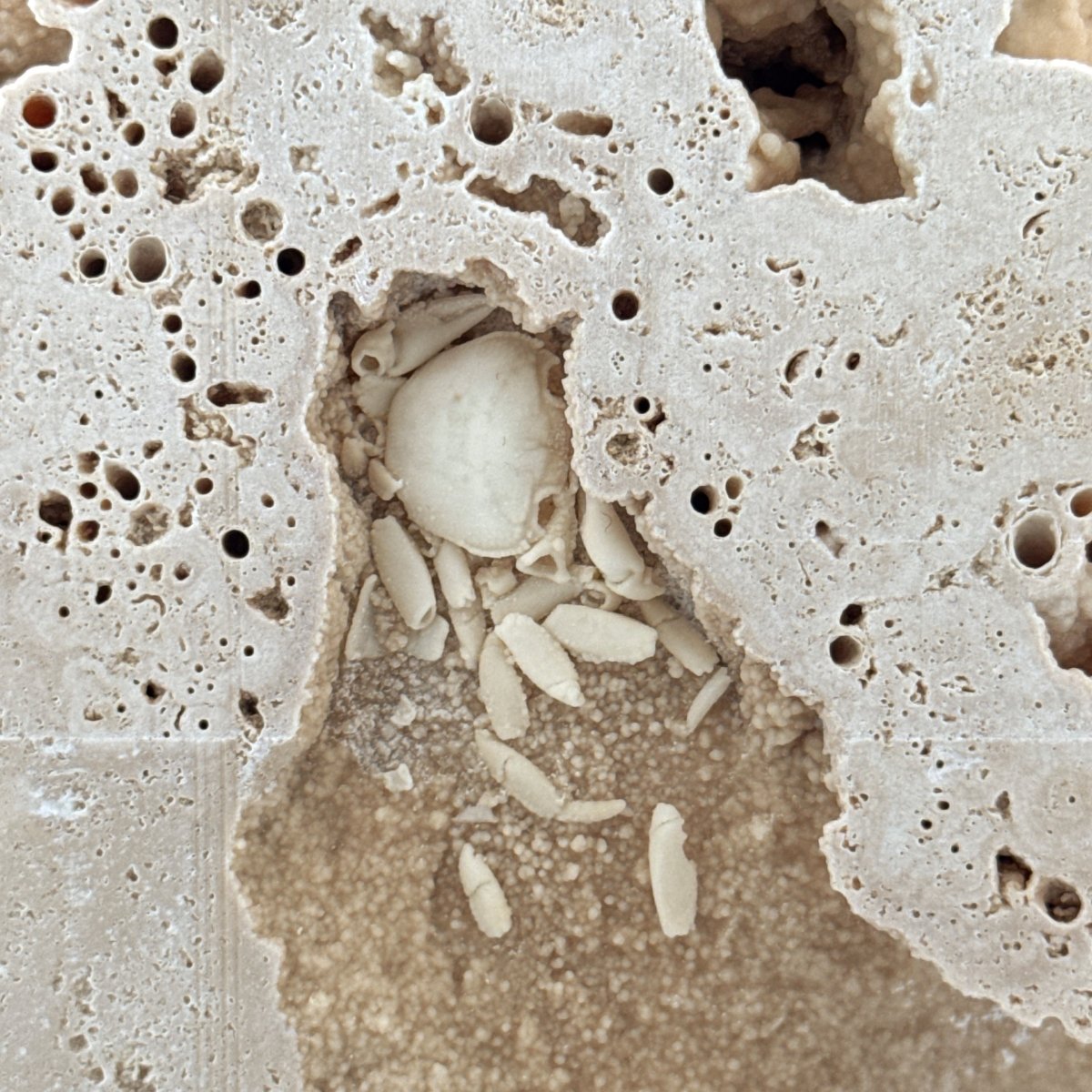 Potamon Fossil Crab on Travertine Matrix (1.25") from Pleistocene period, Turkey - FossilsAndMore