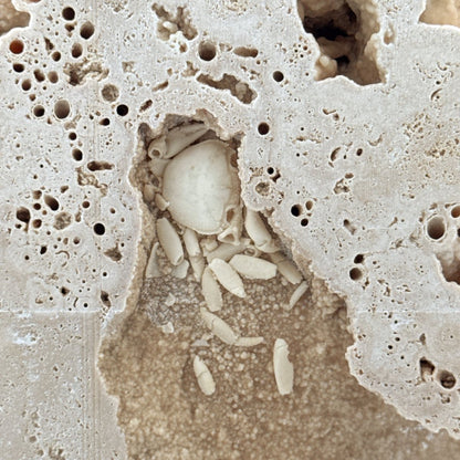 Potamon Fossil Crab on Travertine Matrix (1.25") from Pleistocene period, Turkey - FossilsAndMore