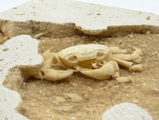 Potamon Fossil Crab on Travertine Matrix (2.00") from Pleistocene, Turkey - FossilsAndMore