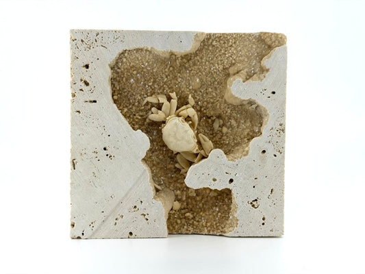 Potamon Fossil Crab on Travertine Matrix (2.00") from Pleistocene, Turkey - FossilsAndMore