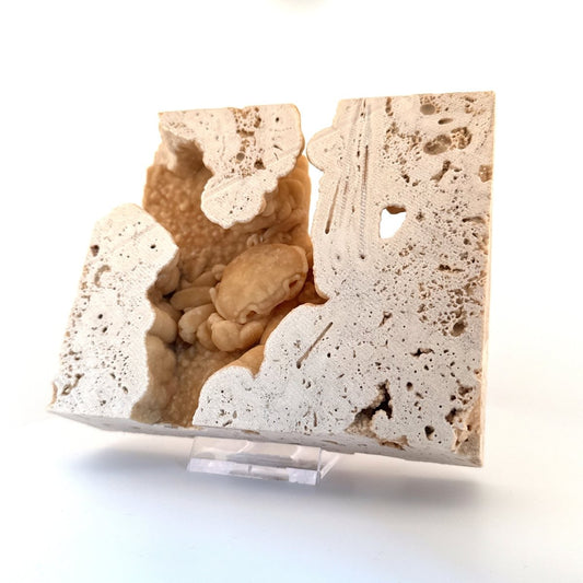 Potamon Fossil Crab on Travertine Matrix (2.10") – Pleistocene period, Turkey - FossilsAndMore