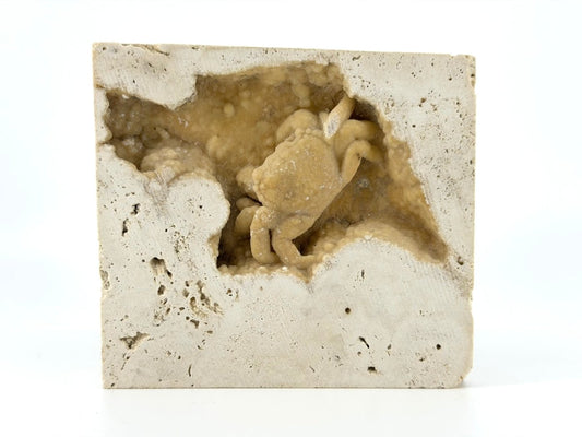 Potamon Fossil Crab on Travertine Matrix (2.16") – Pleistocene period, Turkey - FossilsAndMore