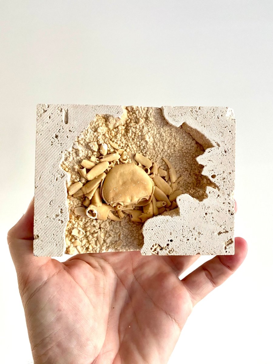 Potamon Fossil Crab on Travertine Matrix (3.08") – Pleistocene period, Turkey - FossilsAndMore