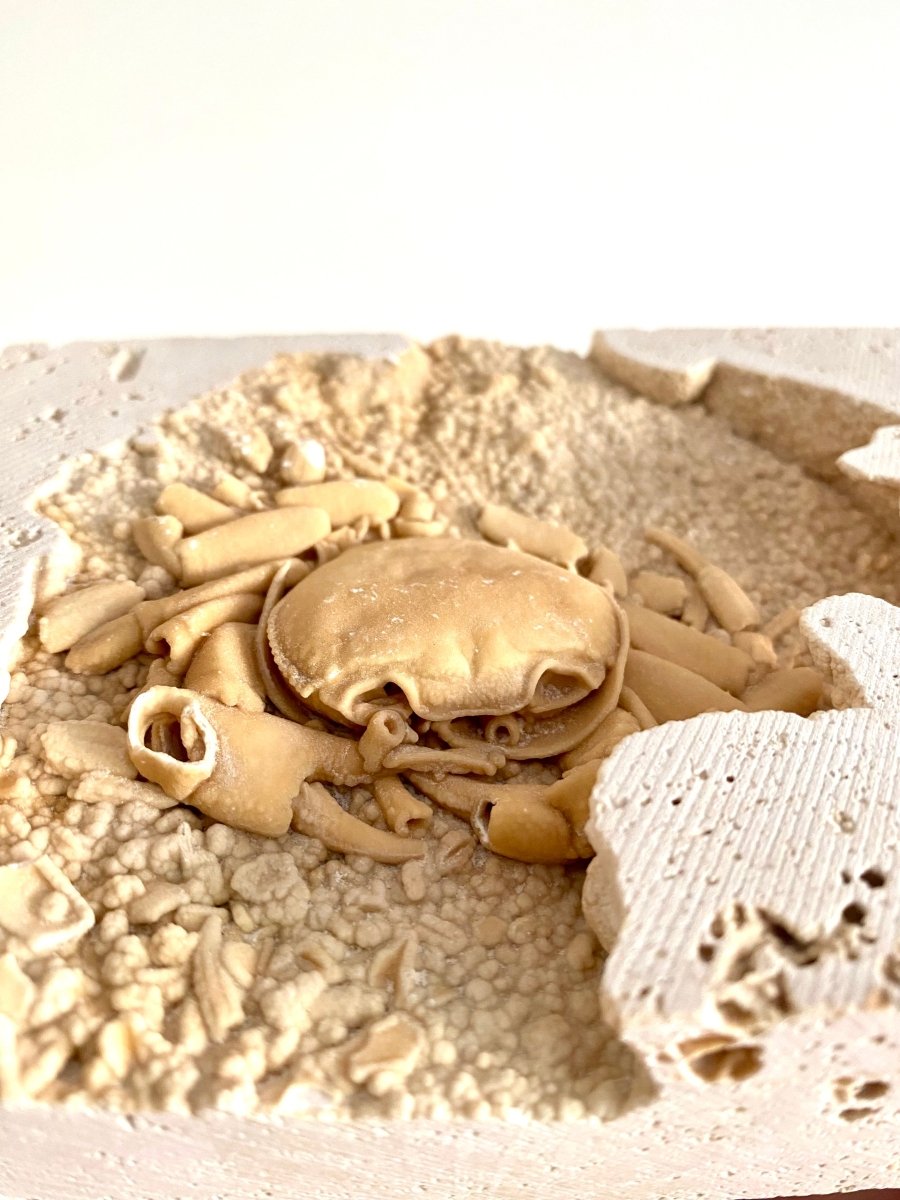 Potamon Fossil Crab on Travertine Matrix (3.08") – Pleistocene period, Turkey - FossilsAndMore