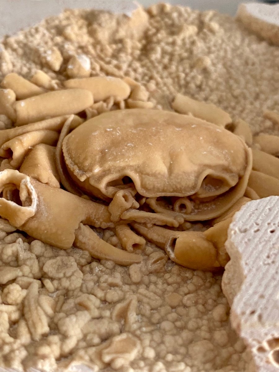 Potamon Fossil Crab on Travertine Matrix (3.08") – Pleistocene period, Turkey - FossilsAndMore