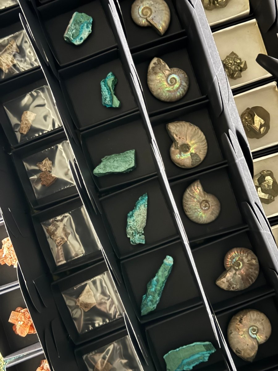 *PREMIUM* Advent calender with Fossils only, 24 boxes of fossils - FossilsAndMore