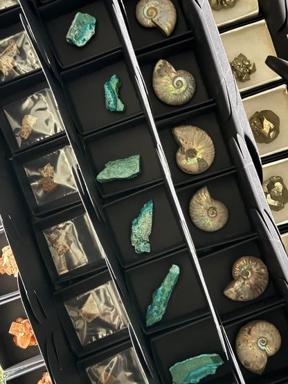 *PREMIUM* Advent calender with Fossils only, 24 boxes of fossils - FossilsAndMore