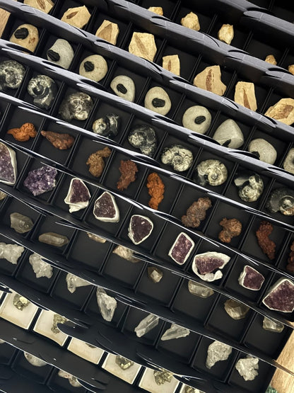 *PREMIUM* Advent calender with Fossils only, 24 boxes of fossils - FossilsAndMore