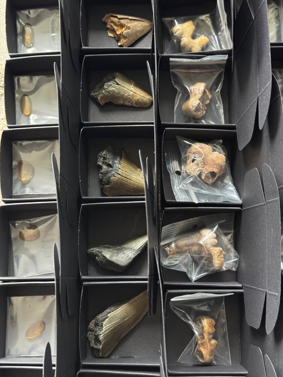 *PREMIUM* Advent calender with Fossils only, 24 boxes of fossils - FossilsAndMore