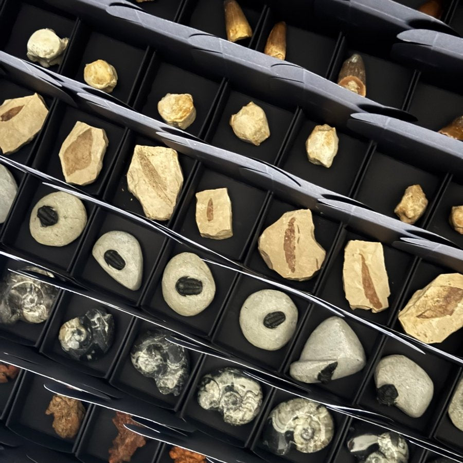 *PREMIUM* Advent calender with Fossils only, 24 boxes of fossils - FossilsAndMore