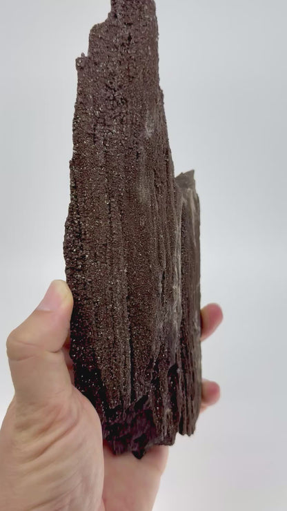Large Permineralized Wood Covered In Druzy Quartz from Germany (611 Grams)