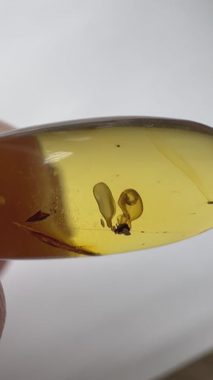 Burmese Amber fossil with an Enhydro water bubble (Burmite amber)