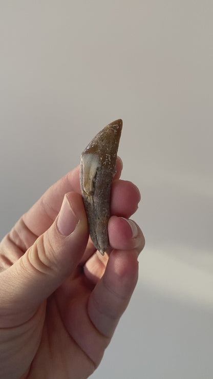 Basilosaurus tooth