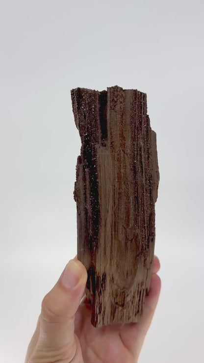 Large Permineralized Wood Covered In Druzy Quartz from Germany (669 Grams)