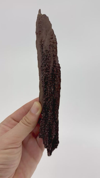 Permineralized Wood Covered In Druzy Quartz from Germany (210 Grams)