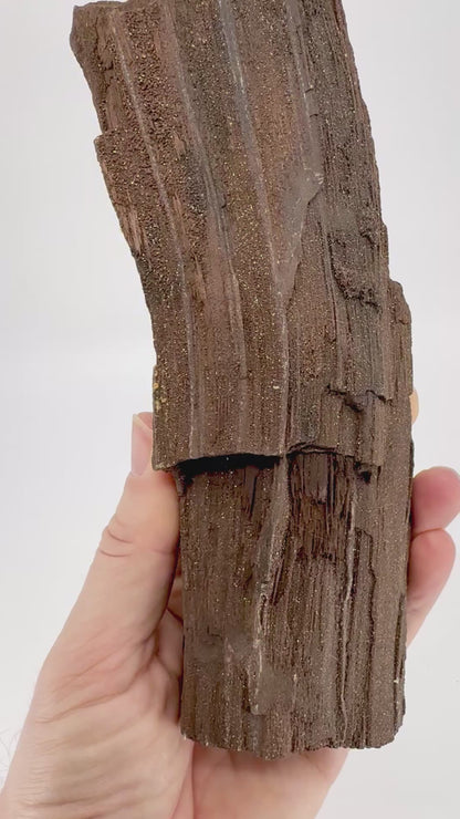 Permineralized Wood Covered In Druzy Quartz (8.66") from Eocene, Germany