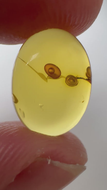 Burmese Amber fossil with an Enhydro water bubble (Burmite amber)