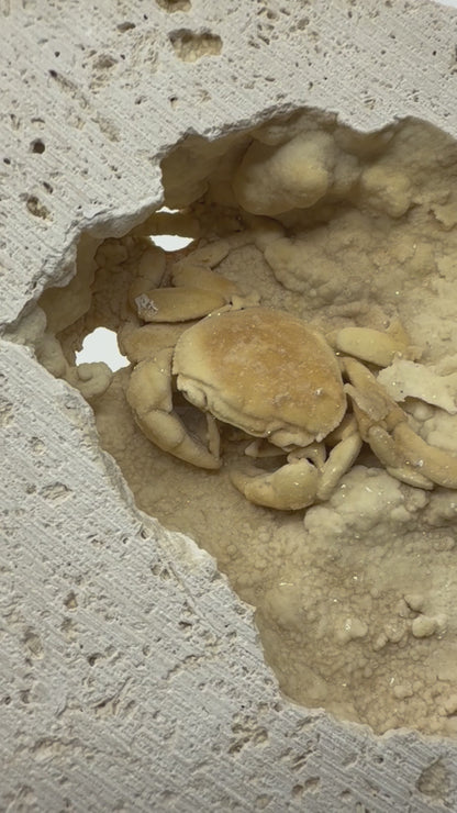 Uitzonderlijke Potamon fossiele krab op travertijn matrix (2,50 inch) uit Pleistoceen, Turkije