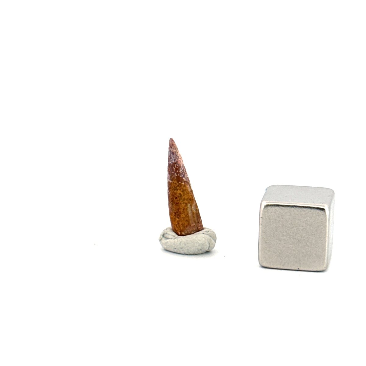 Pterosaur fossil tooth (0.58") from Cretaceous, Morocco - FossilsAndMore