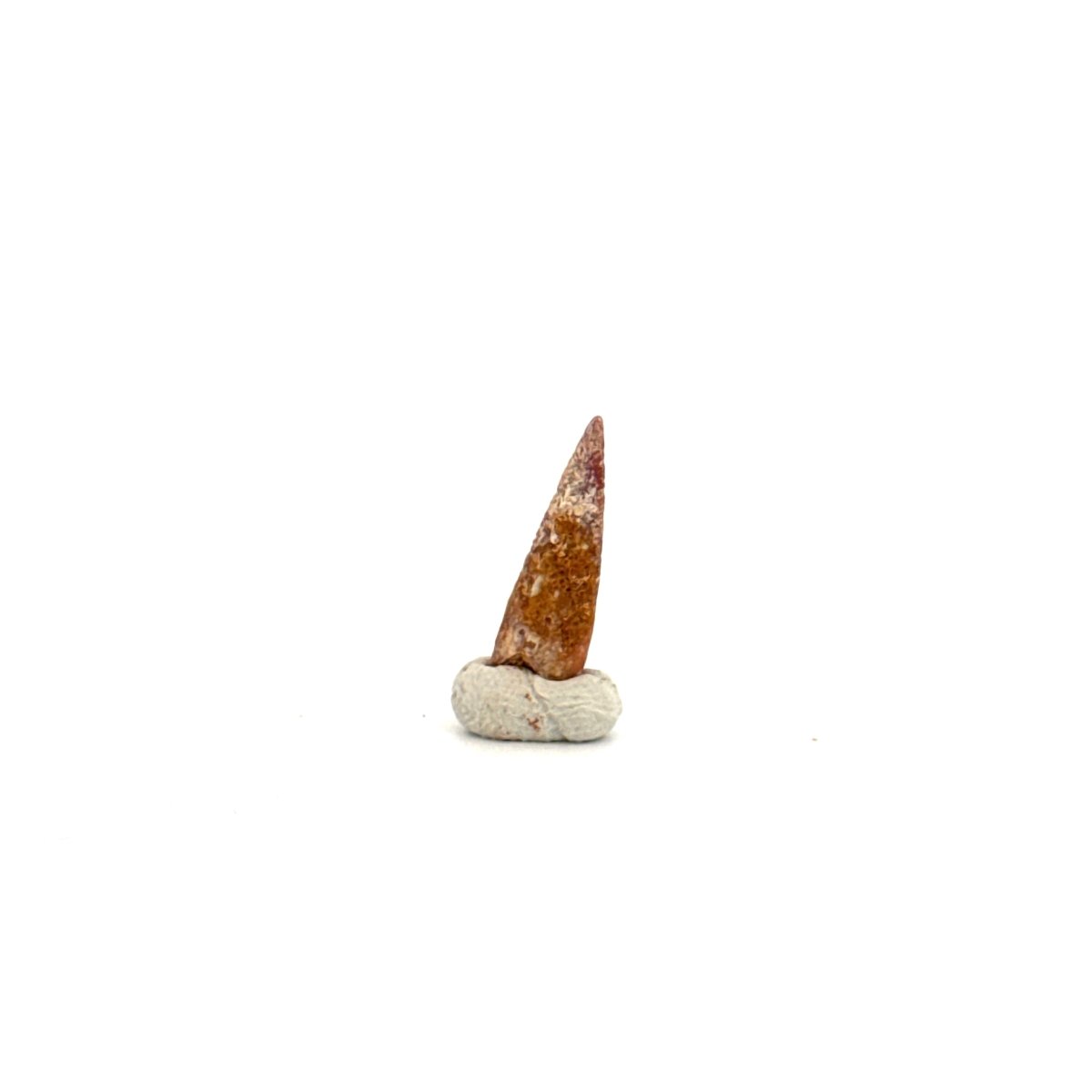 Pterosaur fossil tooth (0.58") from Cretaceous, Morocco - FossilsAndMore