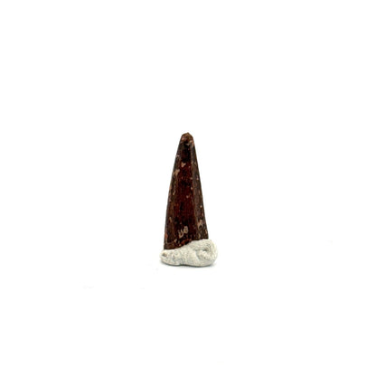 Pterosaur fossil tooth (0.64") from Cretaceous, Morocco - FossilsAndMore