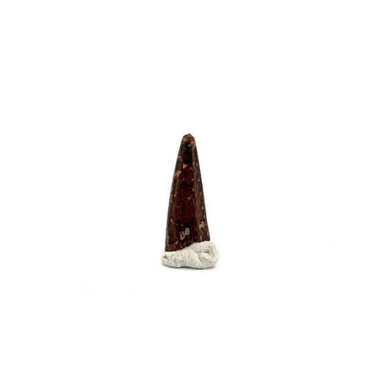 Pterosaur fossil tooth (0.64") from Cretaceous, Morocco - FossilsAndMore