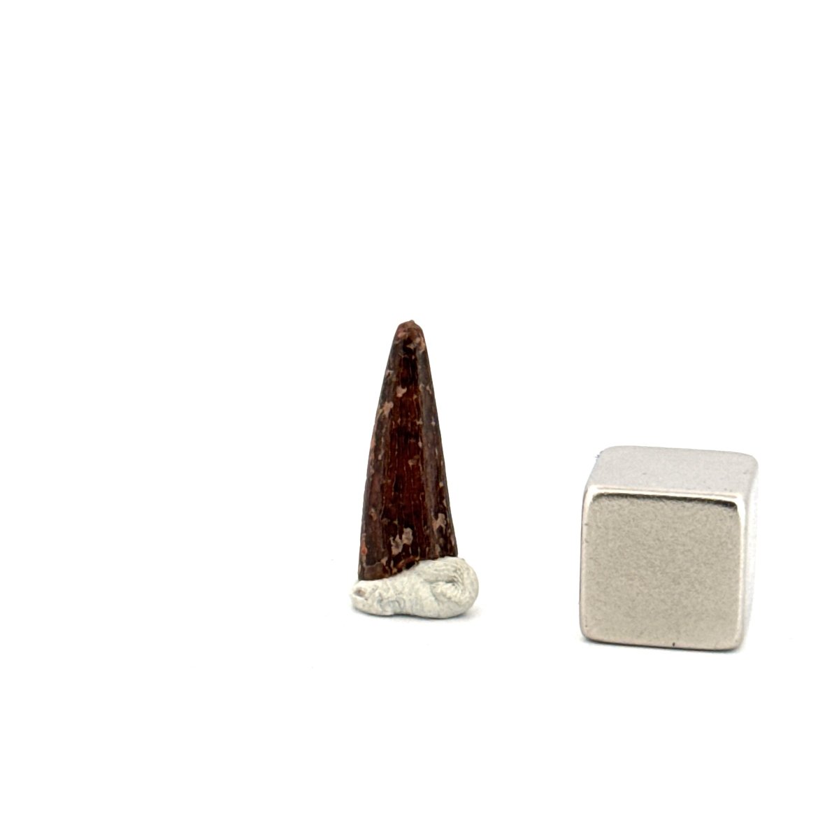 Pterosaur fossil tooth (0.64") from Cretaceous, Morocco - FossilsAndMore