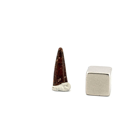 Pterosaur fossil tooth (0.64") from Cretaceous, Morocco - FossilsAndMore