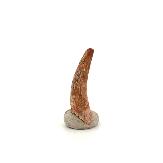 Pterosaur fossil tooth (0.96") from Cretaceous, Morocco - FossilsAndMore