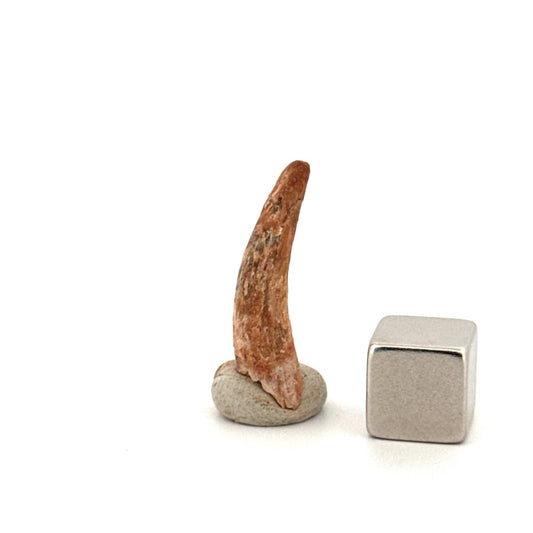 Pterosaur fossil tooth (0.96") from Cretaceous, Morocco - FossilsAndMore