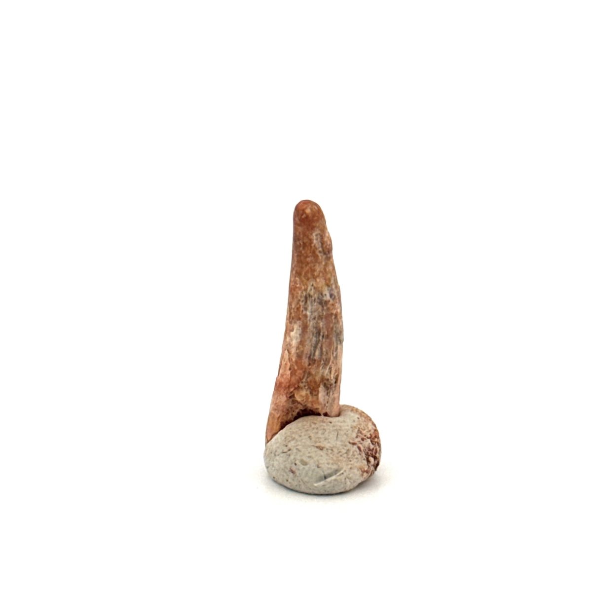 Pterosaur fossil tooth (0.96") from Cretaceous, Morocco - FossilsAndMore