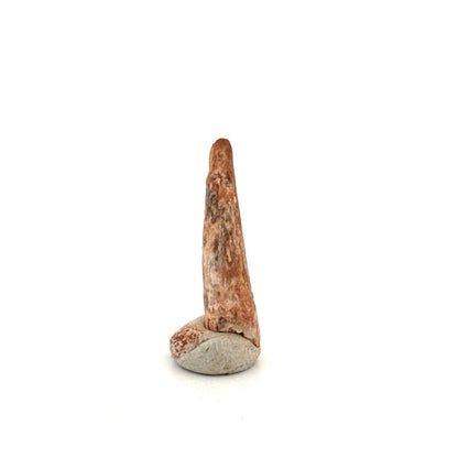 Pterosaur fossil tooth (0.96") from Cretaceous, Morocco - FossilsAndMore