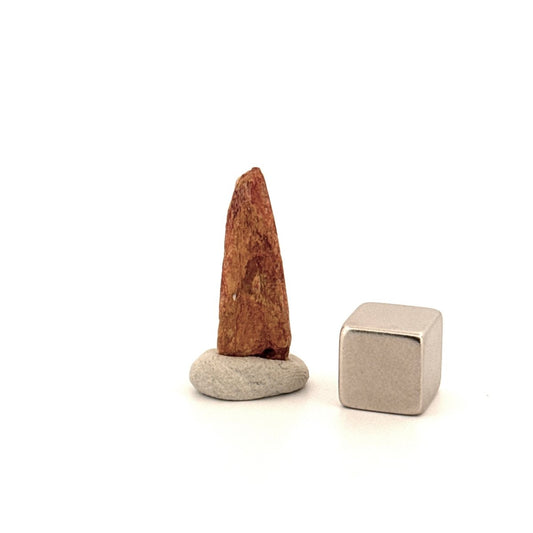 Pterosaur fossil tooth (0.97") from Cretaceous, Morocco - FossilsAndMore