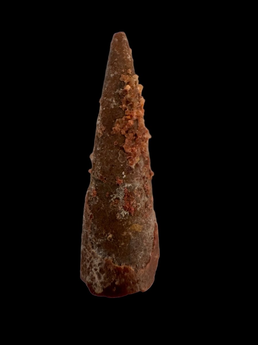 Pterosaur fossil tooth (0.99") - Late Cretaceous, Morocco - FossilsAndMore