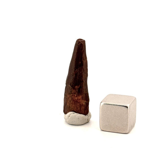 Pterosaur fossil tooth (1.00") from Cretaceous, Morocco - FossilsAndMore