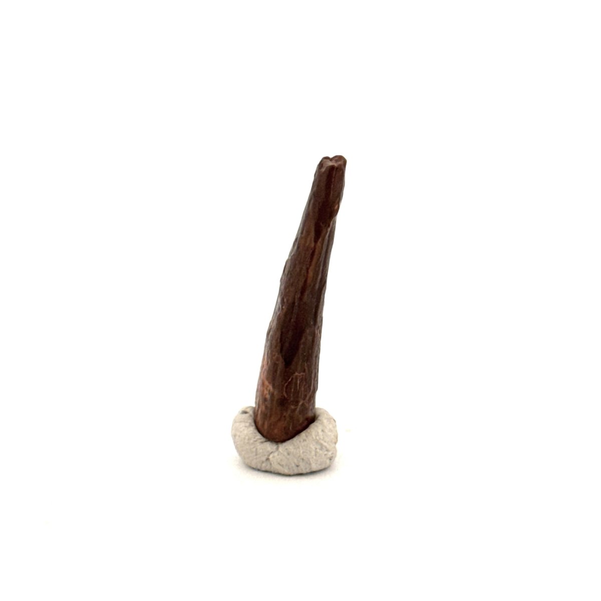 Pterosaur fossil tooth (1.00") from Cretaceous, Morocco - FossilsAndMore