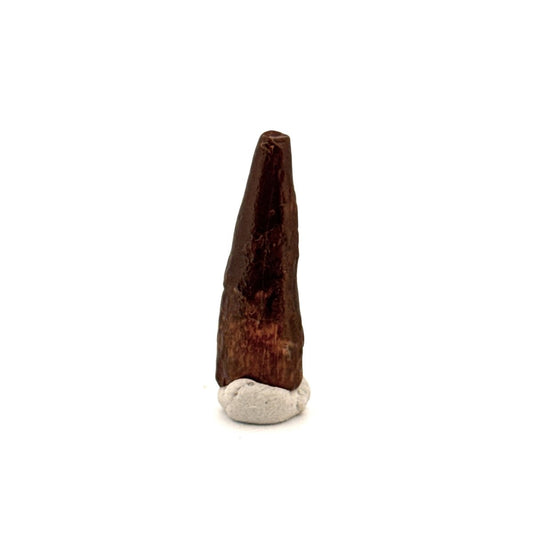 Pterosaur fossil tooth (1.00") from Cretaceous, Morocco - FossilsAndMore