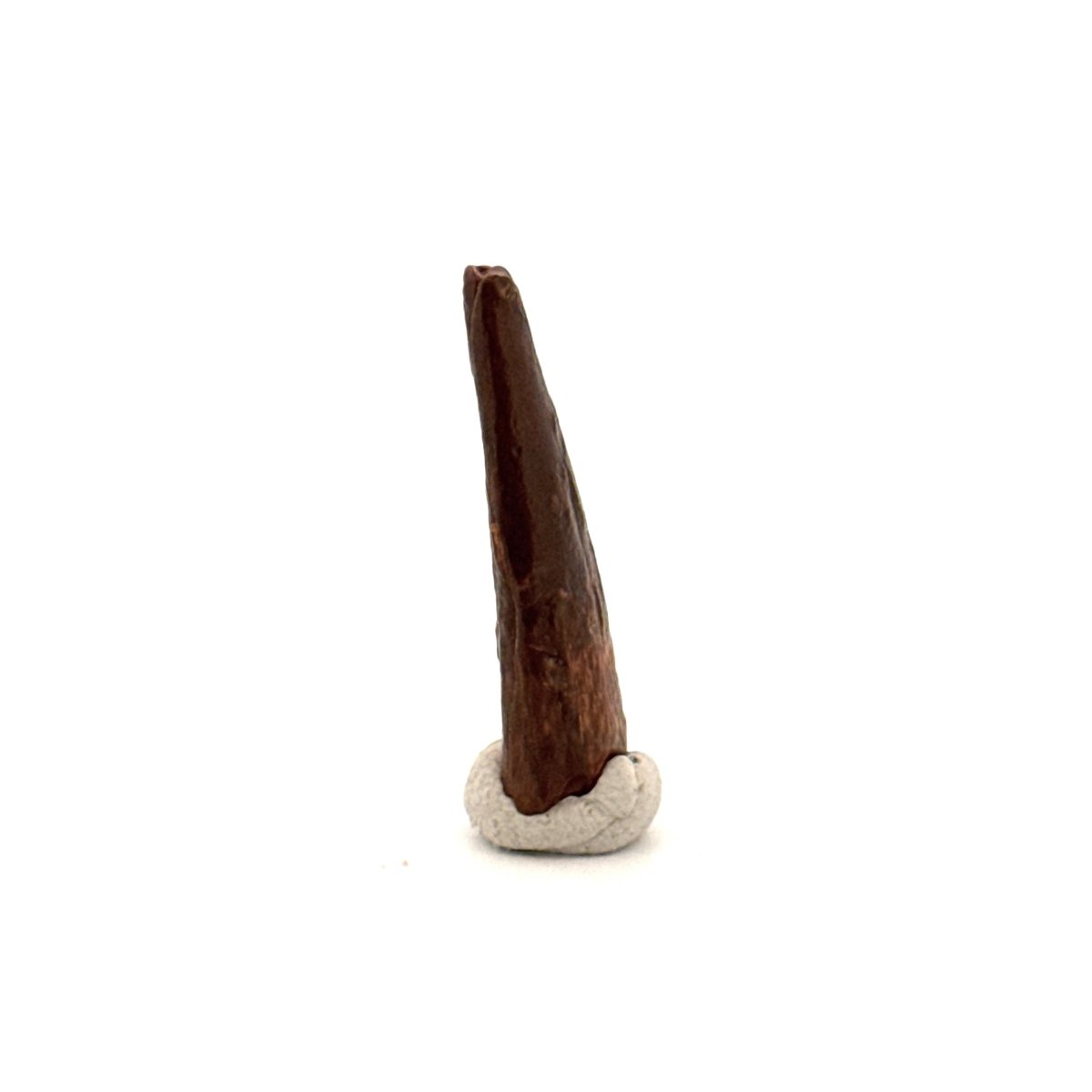 Pterosaur fossil tooth (1.00") from Cretaceous, Morocco - FossilsAndMore