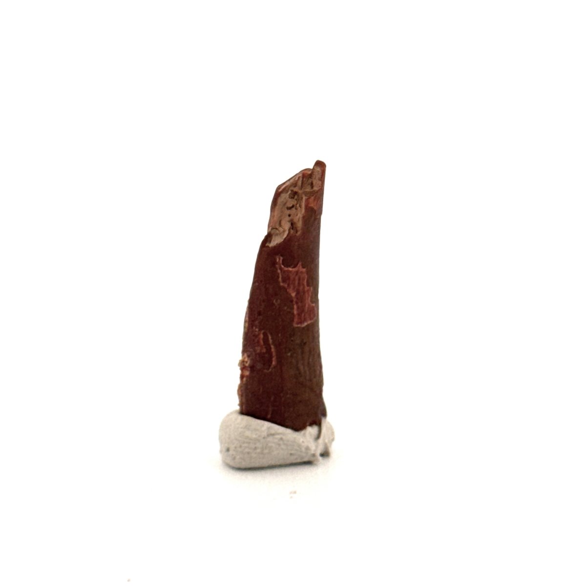 Pterosaur fossil tooth (1.04") from Cretaceous, Morocco - FossilsAndMore