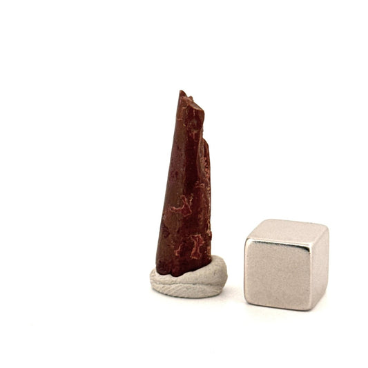 Pterosaur fossil tooth (1.04") from Cretaceous, Morocco - FossilsAndMore