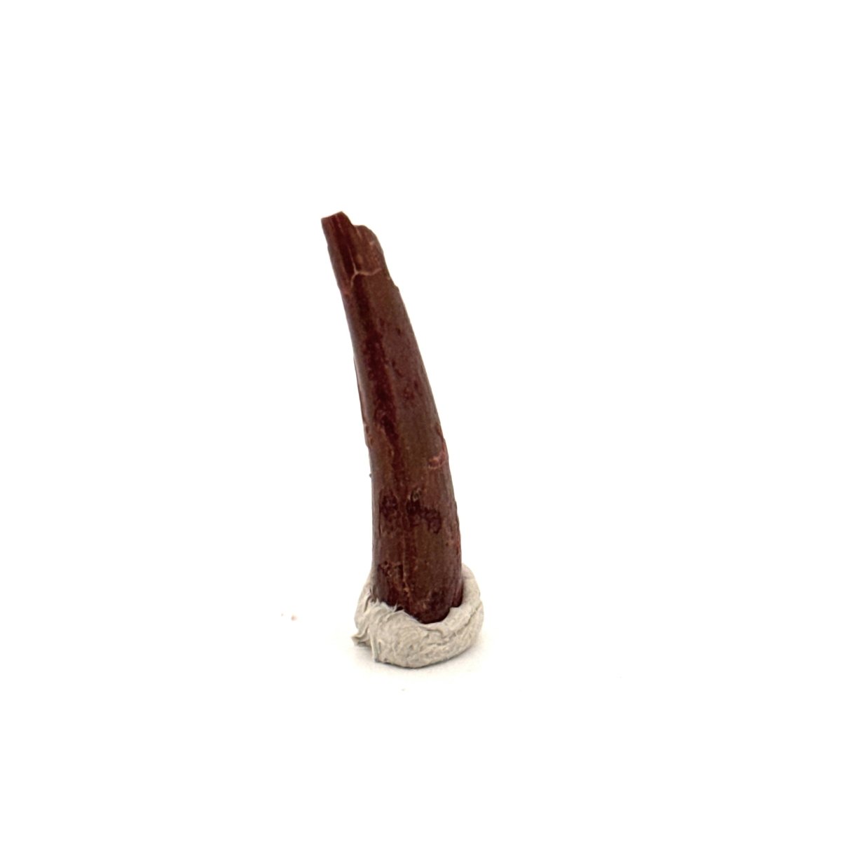 Pterosaur fossil tooth (1.04") from Cretaceous, Morocco - FossilsAndMore