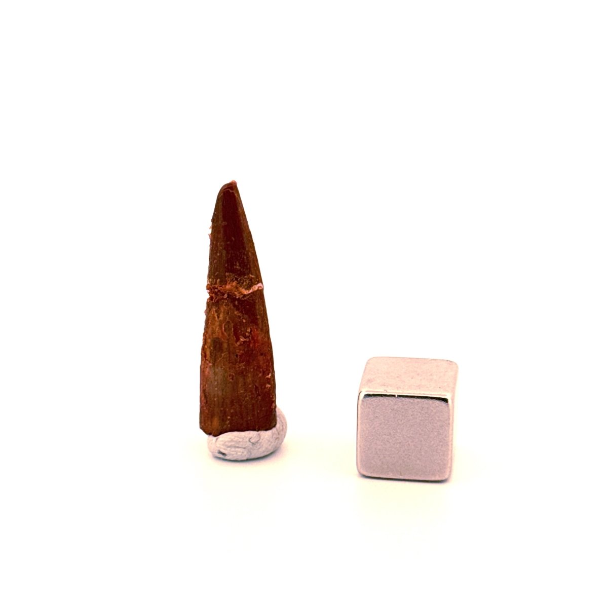 Pterosaur fossil tooth (1.05") - Late Cretaceous, Morocco - FossilsAndMore