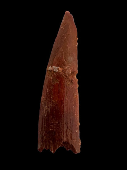 Pterosaur fossil tooth (1.05") - Late Cretaceous, Morocco - FossilsAndMore