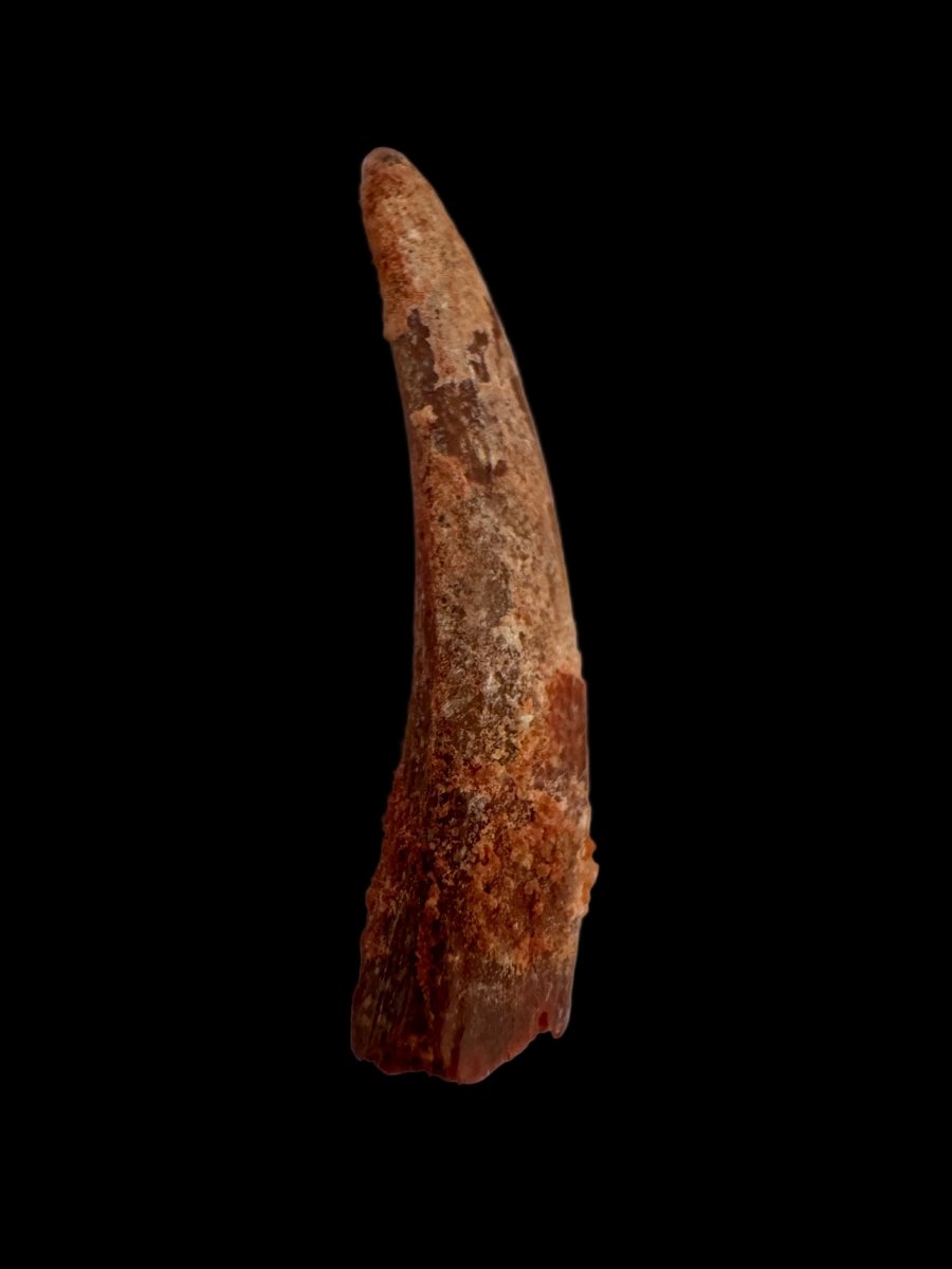 Pterosaur fossil tooth (1.06") - Late Cretaceous, Morocco - FossilsAndMore