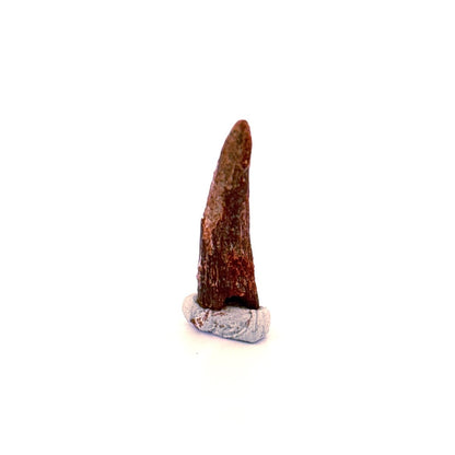 Pterosaur fossil tooth (1.06") - Late Cretaceous, Morocco - FossilsAndMore